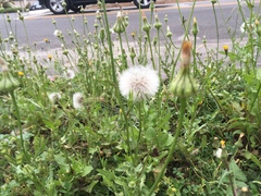 Urospermum picroides