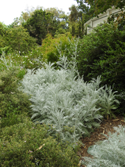 Centaurea gymnocarpa