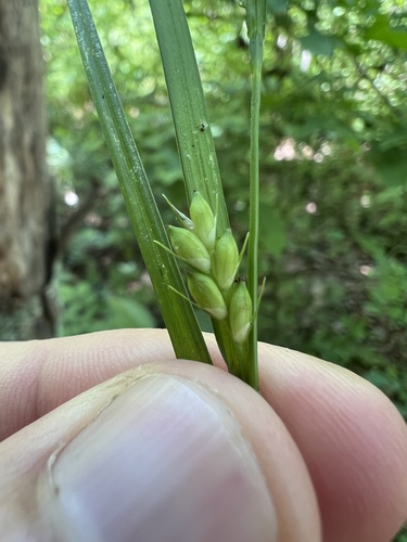 flat-spiked sedge (Carex planispicata)