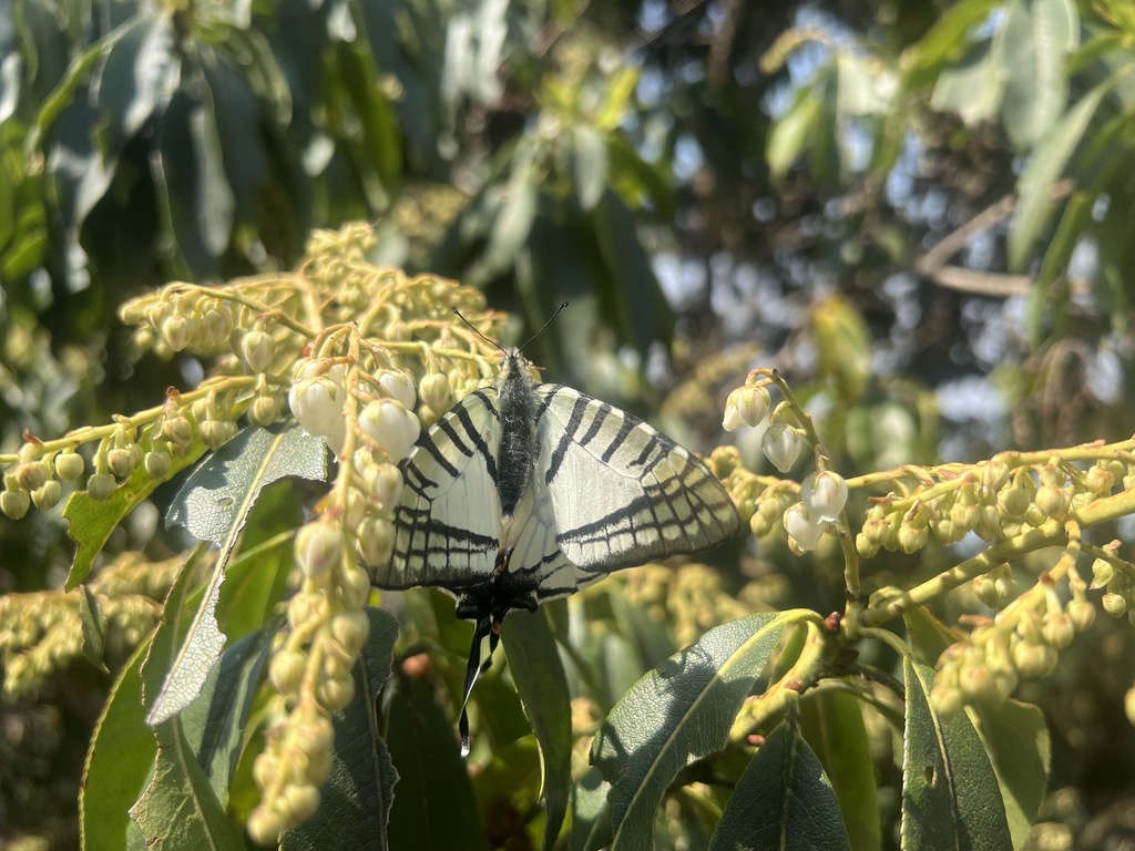 Spectacle Swordtail