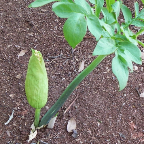 Taccarum weddellianum