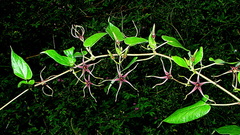 Oxypetalum harleyi