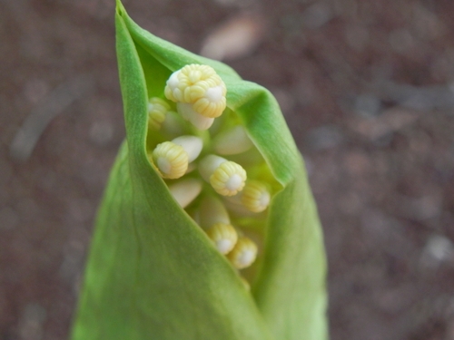 Taccarum weddellianum, photograph 1