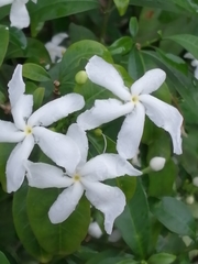 Trachelospermum jasminoides