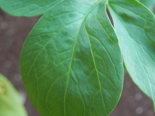 Taccarum weddellianum, photograph 2