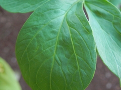 Taccarum weddellianum, photograph Thomaz Ricardo Favreto Sinani, CC BY, iNaturalist via GBIF