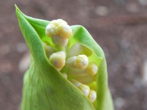 Taccarum weddellianum, photograph 4