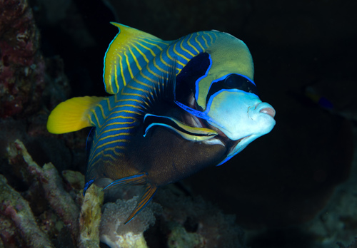 Angel fish (Pomacanthus imperator) — Pomacanthidae — 3