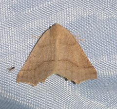 Tetracis jubararia