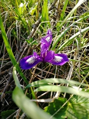 Iris ruthenica