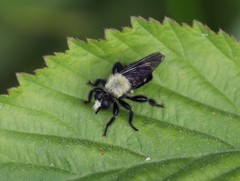Laphria flavicollis
