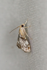 Dicymolomia grisea