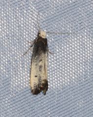 Tinea occidentella