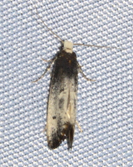 Tinea occidentella