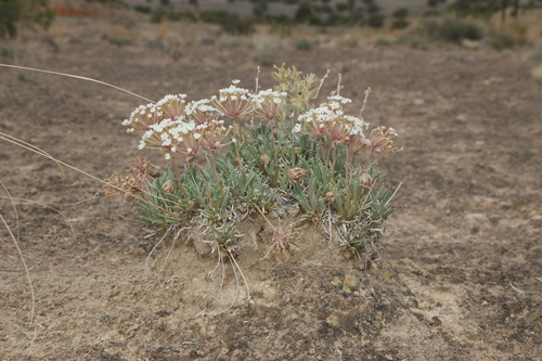 Image of Abronia bigelovii by (c) Reid Hardin, some rights reserved (CC BY)