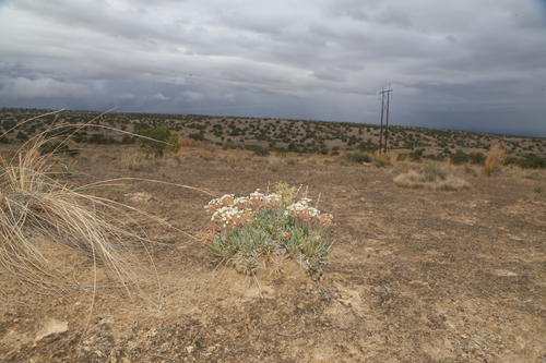 Image of Abronia bigelovii by (c) Reid Hardin, some rights reserved (CC BY)