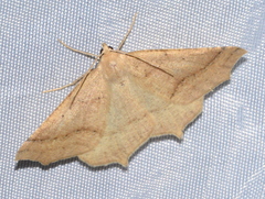 Tetracis jubararia