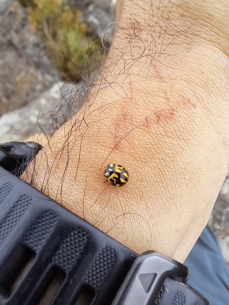 Cyrea andicola