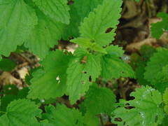 Adelidae