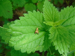Adelidae