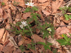 Anemonoides amurensis