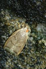 Scythropiodes