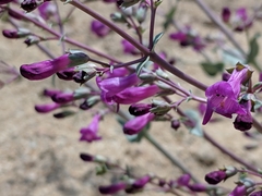 Penstemon patens