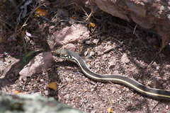 Masticophis lateralis lateralis