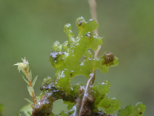 Image of Riccardia chamedryfolia by no rights reserved