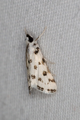 Eustixia pupula