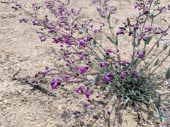 Penstemon patens