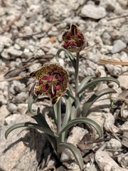Fritillaria pinetorum