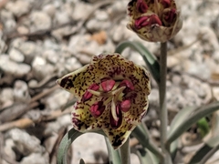 Fritillaria pinetorum
