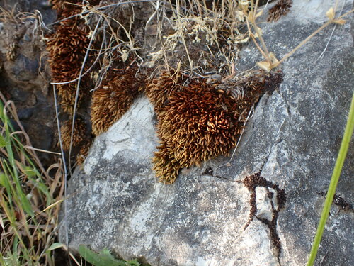 Image of Imbribryum miniatum by no rights reserved