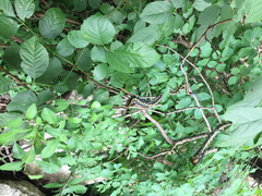 Thamnophis cyrtopsis ocellatus