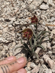 Fritillaria pinetorum