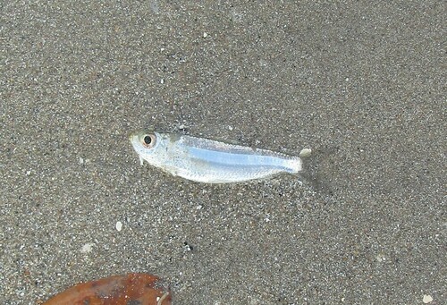 Atlantic piquitinga (Lile piquitinga) — Clupeidae — 5