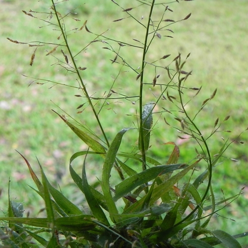 Eragrostis articulata