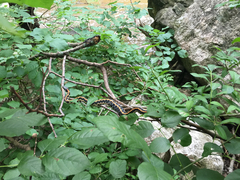 Thamnophis cyrtopsis ocellatus