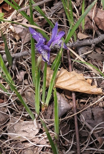 Iris uniflora
