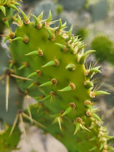 Image of Opuntia alta by (c) Nicole, some rights reserved (CC BY)