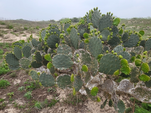 Image of Opuntia alta by (c) Nicole, some rights reserved (CC BY)