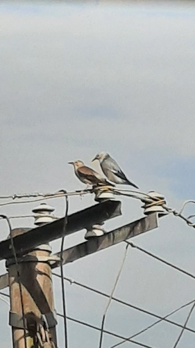 Red-billed Starling