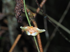 Pyrinioides sinuosus