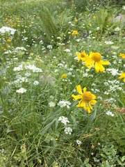 Helenium bigelovii
