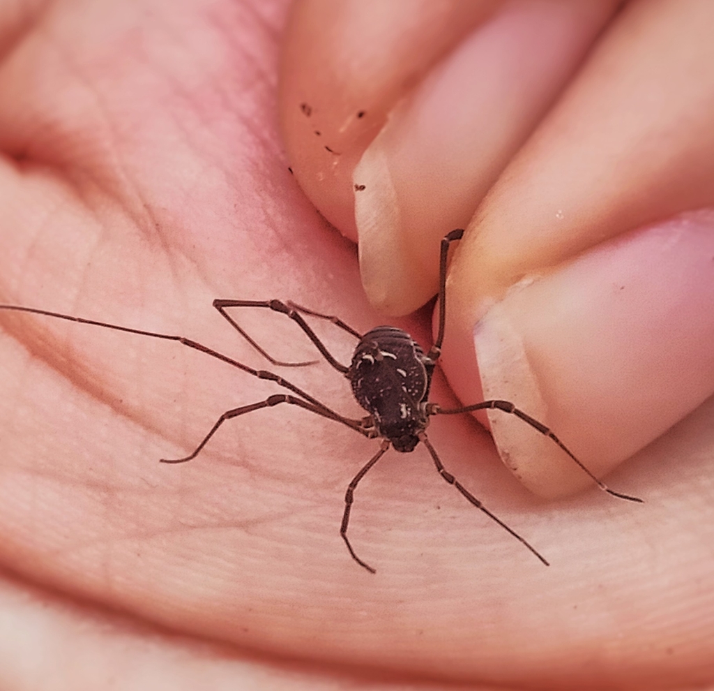 Acantholibitia pluriarcuata