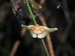 Pyrinioides sinuosus