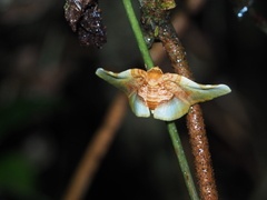 Pyrinioides sinuosus