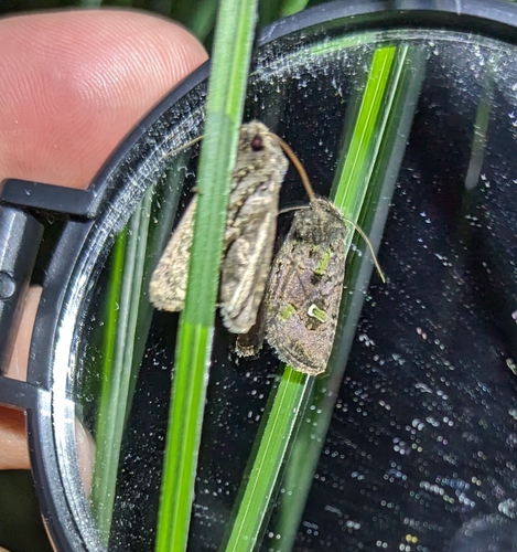 Bristly Cutworm Moth photo 3