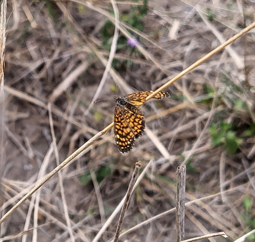 Elada Checkerspot photo 5
